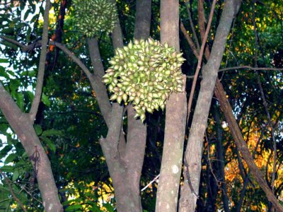 035 fruit Ankarafantsika 081026 S. Lithner