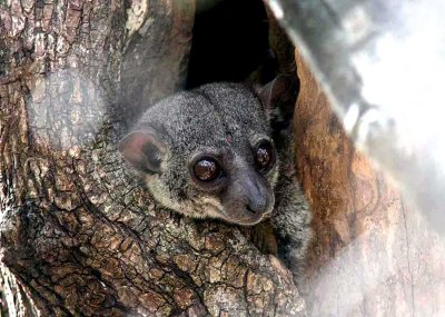 050 Milne-Edwards sportive lemur Ankarafantsika 081027 S. Lithner