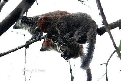 069 mongoose emur Ankarafantsika 081027 S. Lithner