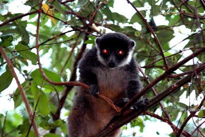 071 mongoose lemur Ankarafantsika 081027 S. Lithner