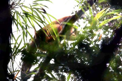 087 golden bamboo lemur Ranomafana 081030 S. Lithner