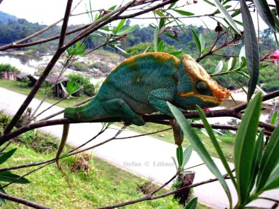 098 Parsons chameleon Calumma p. parsonii male Ranomafana 081031 S. Lithner
