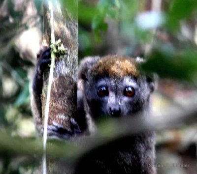 109 eastern grey bamboo-lemur Ranomafana 081101 S. Lithner
