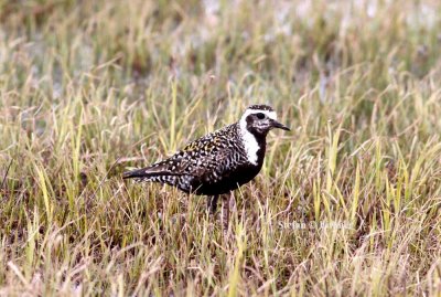 American golden plover (Pluvialis dominica). Photo Stefan © Lithner