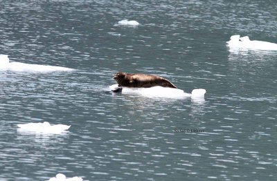 harbour seal (Phoca vitulina). Photo Stefan  Lithner