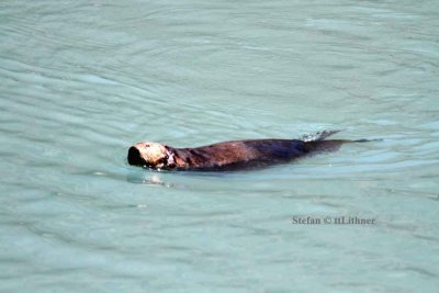 sea otter (Enhydra lutris). Photo Stefan  Lithner