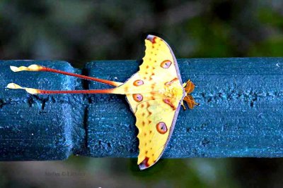 117 comet moth (Argema mittrei) Ranomafana 081102 S. Lithner