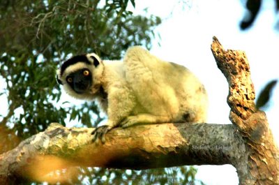 131 Verraux sifaka Zombitze Forest 081103 S. Lithner
