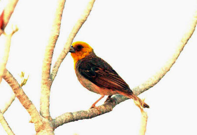 138 Sakalawa weaver Toliara by Table-land 081103 S. Lithner