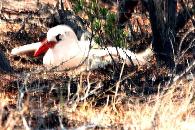 142 red-tailed tropicbird Nosy Ve 081104 S. Lithner