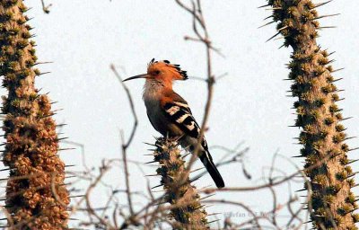 156 Madagascar hoopoe Ifaty 081106 S. Lithner