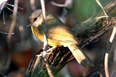 132 Apperts bernieria (Bernieria appertii) Zombetzi Forest 081103 S. Lithner