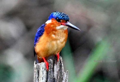 066 Madagascar kingfisher Ankarafantsika 081027 S. Lithner