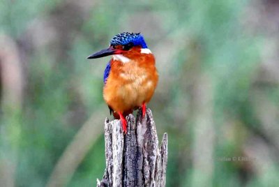 064 Madagascar kingfisher Ankarafantsika 081027. S. Lithner