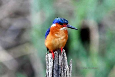 065 Madagascar kingfisher Ankarafantsika 081027. S. Lithner