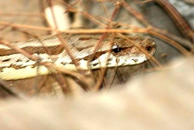165 Dumerils boa Acranthopis dumerili Ifaty 081106 S. Lithner