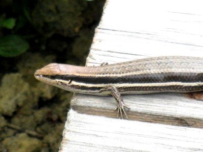 166 Gravenhorsts mabuya Trachylepis gravenhorstii Perinet 081108 S. Lithner