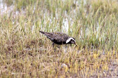 American golden plover (Pluvialis dominica). Photo Stefan © Lithner
