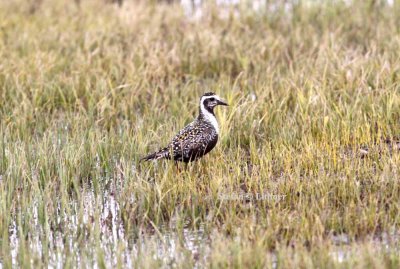 American golden plover (Pluvialis dominica). Photo Stefan © Lithner