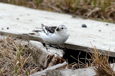 snow bunting (Plectrophenax nivalis) Photo Stefan © Lithner