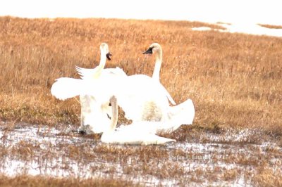 tundra swan (Cygnus colombianus) Photo Stefan © Lithner