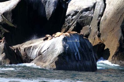 Stellers sea lion [northern sea lion] (Eumetopias jubatus)  Photo Stefan  Lithner