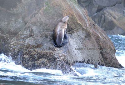 Stellers sea lion [northern sea lion] (Eumetopias jubatus)  Photo Stefan  Lithner