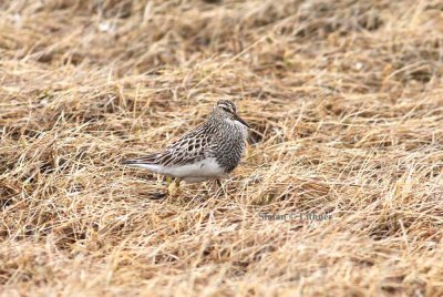 pectoral sandpiper (Calidris melanotos). Photo Stefan © Lithner
