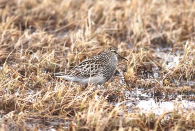 pectoral sandpiper (Calidris melanotos). Photo Stefan © Lithner