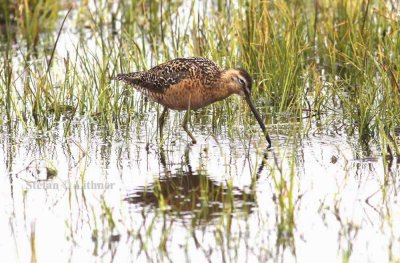 long-biled dowitcher (Limnodromus scolopaceus). Photo Stefan © Lithner