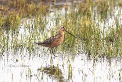 long-biled dowitcher (Limnodromus scolopaceus). Photo Stefan © Lithner