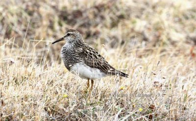 pectoral sandpiper (Calidris melanotos). Photo Stefan © Lithner