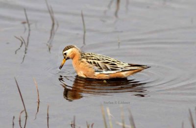 red phalarope (Phalaropus fulicaria) Photo Stefan © Lithner