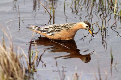 red phalarope (Phalaropus fulicaria) Photo Stefan © Lithner