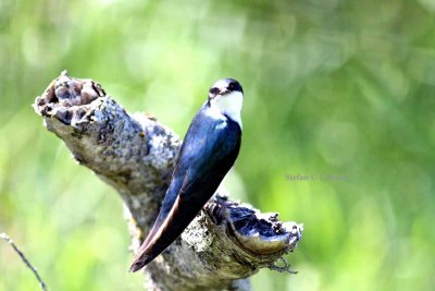 American tree swallow (Tachycineta bicolor). Photo Stefan © Lithner