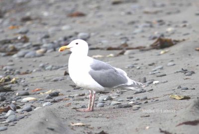 glaucous-winged gull (Larus glaucescens). Photo Stefan  Lithner