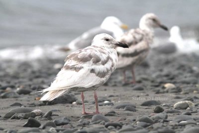 Larus glaucescens) (prob. 3k). Photo Stefan © Lithner
