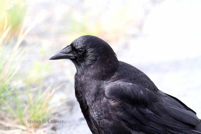 western crow (Corvus caurinus). Photo Stefan  Lithner