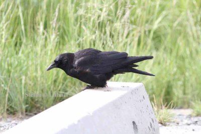 western crow (Corvus caurinus). Photo Stefan  Lithner