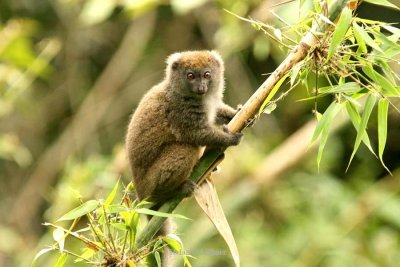 170 eastern grey bamboo lemur Andasibe-Mantadia Nat Pk 081108 S. Lithner