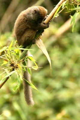 171  eastern grey bamboo lemur Andasibe-Mantadia Nat Pk 081108 S. Lithner