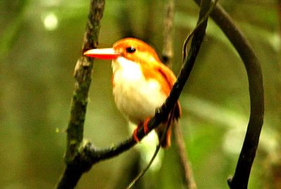 178 Madagascar pygmy kingfisher Andasibe-Mantadia Nat Pk 081110 S. Lithner
