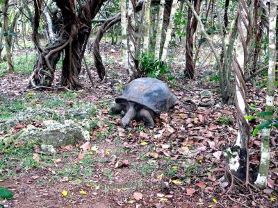 189 Aldabra tortoise (Geochelone gigantea) Mauritius Ile aux Aigrettes 081113 S. Lithner