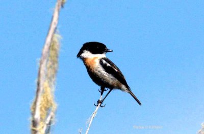 200 Reunion stonechat Reunion; La Roche Ecrite Nat Pk 081114 S. Lithner