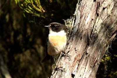 201 Reunion stonechat Reunion; La Roche Ecrite Nat Pk 081114 S. Lithner
