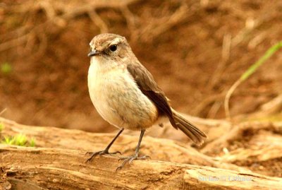 202 Reunion stonechat female eunion; La Roche Ecrite Nat Pk 081114 S. Lithner