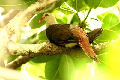 194 pink pigeon Mauritius; Ile aux Aigrettes 081113 S. Lithner