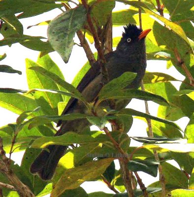 204 Reunion bulbul Reunion 081113 S. Lithner