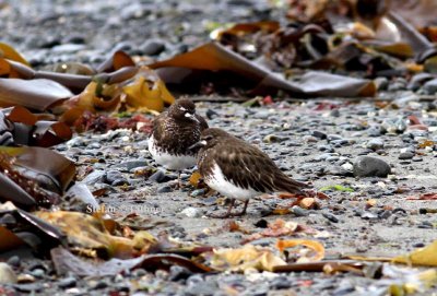 black turnstone (Arenaria melanocephala). Photo Stefan  Lithner