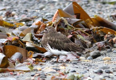 black turnstone (Arenaria melanocephala). Photo Stefan  Lithner